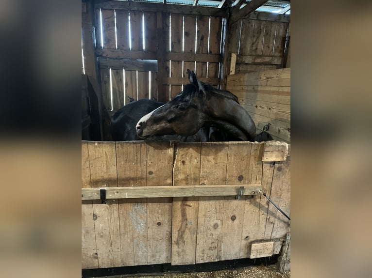 Engels volbloed Ruin 9 Jaar 163 cm Roodbruin in Urbana