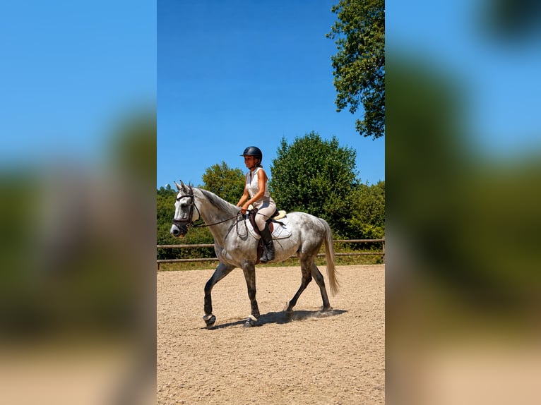 Engels volbloed Ruin 9 Jaar 163 cm Schimmel in Villeneuve-Loubet