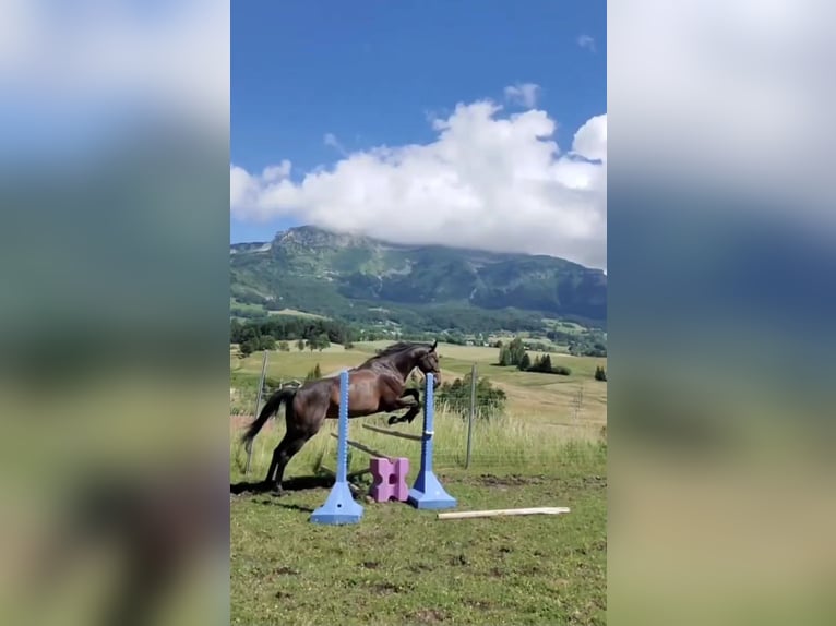 Engels volbloed Ruin 9 Jaar 165 cm Roodbruin in Villard de lans