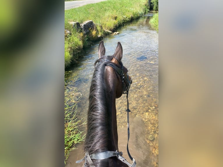 Engels volbloed Ruin 9 Jaar 165 cm Roodbruin in Villard de lans