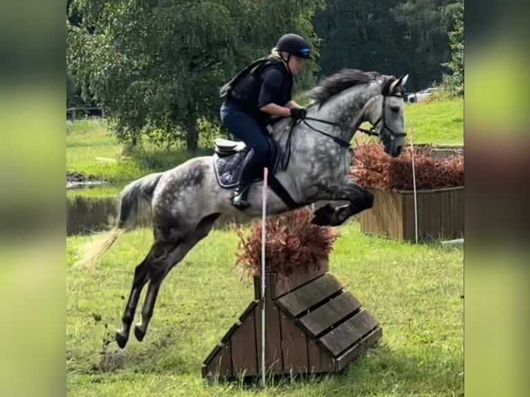 Engels volbloed Ruin 9 Jaar 167 cm Appelschimmel in Garlstorf