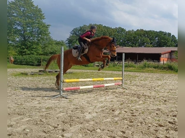 Engels volbloed Ruin 9 Jaar 169 cm Vos in Bottrop