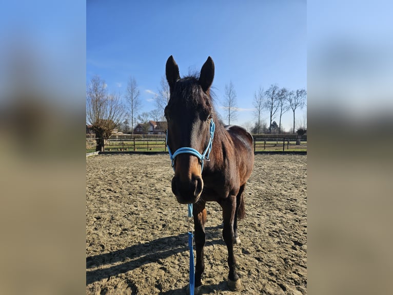 Engels volbloed Ruin 9 Jaar 173 cm Zwartbruin in Breskens