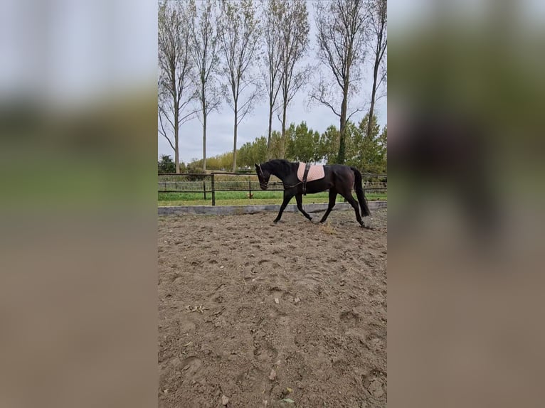 Engels volbloed Ruin 9 Jaar 173 cm Zwartbruin in Breskens