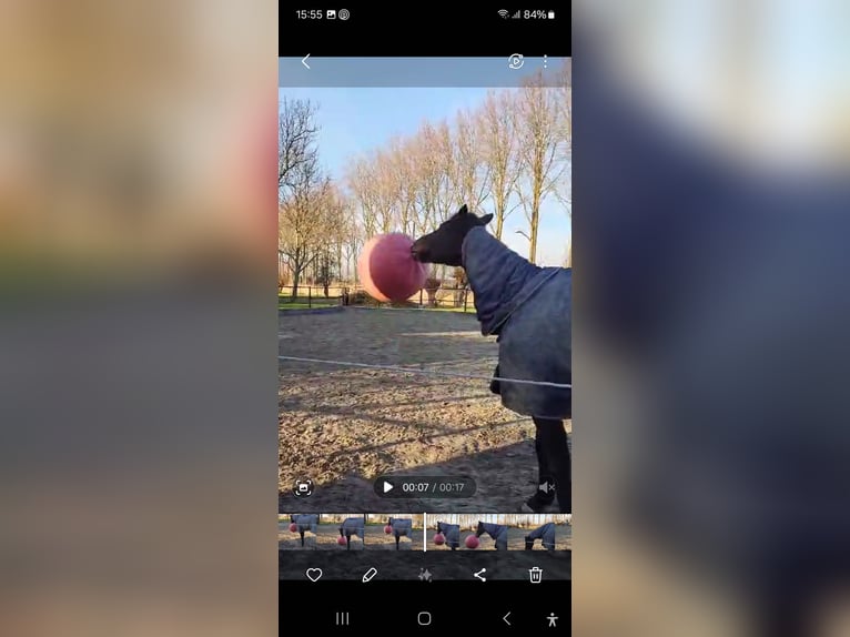 Engels volbloed Ruin 9 Jaar 173 cm Zwartbruin in Breskens