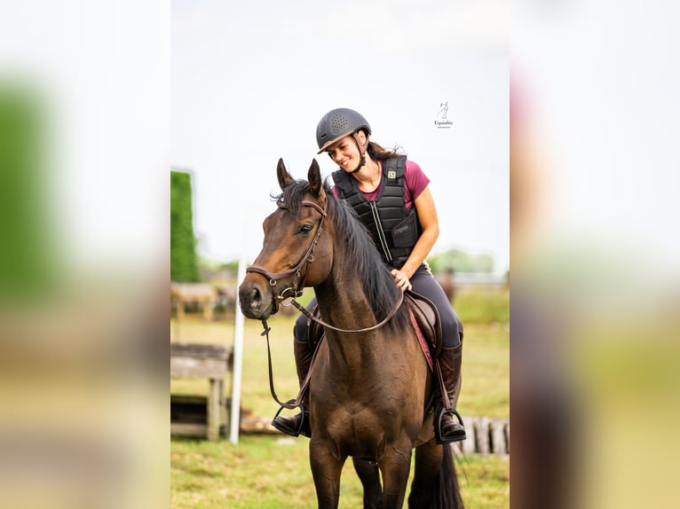Engels volbloed Ruin 9 Jaar 173 cm Zwartbruin in Breskens