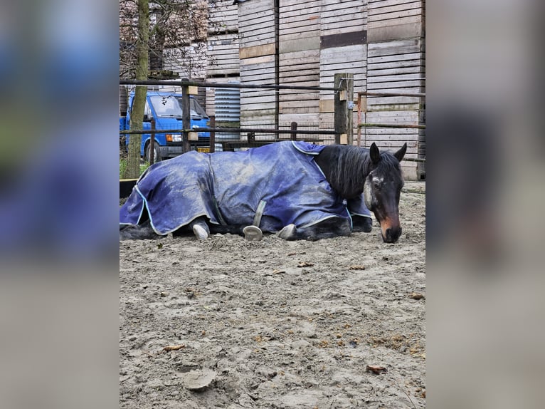 Engels volbloed Ruin 9 Jaar 173 cm Zwartbruin in Breskens