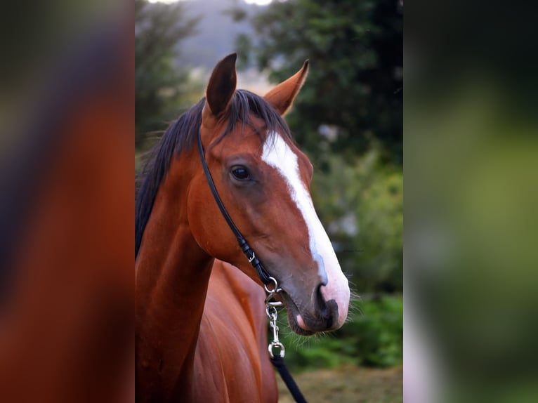 Engelskt fullblod Hingst 1 år 148 cm Brun in Ames