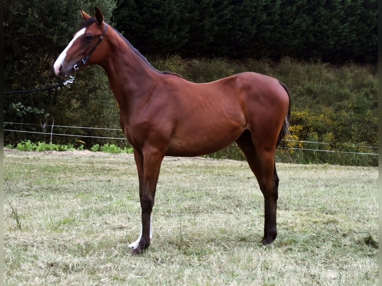 Engelskt fullblod Hingst 1 år 148 cm Brun in Ames