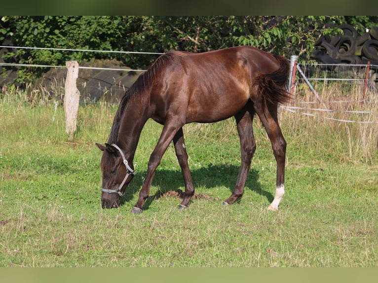 Engelskt fullblod Hingst 1 år 150 cm Mörkbrun in Perleberg