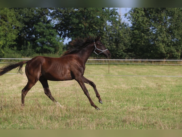 Engelskt fullblod Hingst 1 år 150 cm Mörkbrun in Perleberg