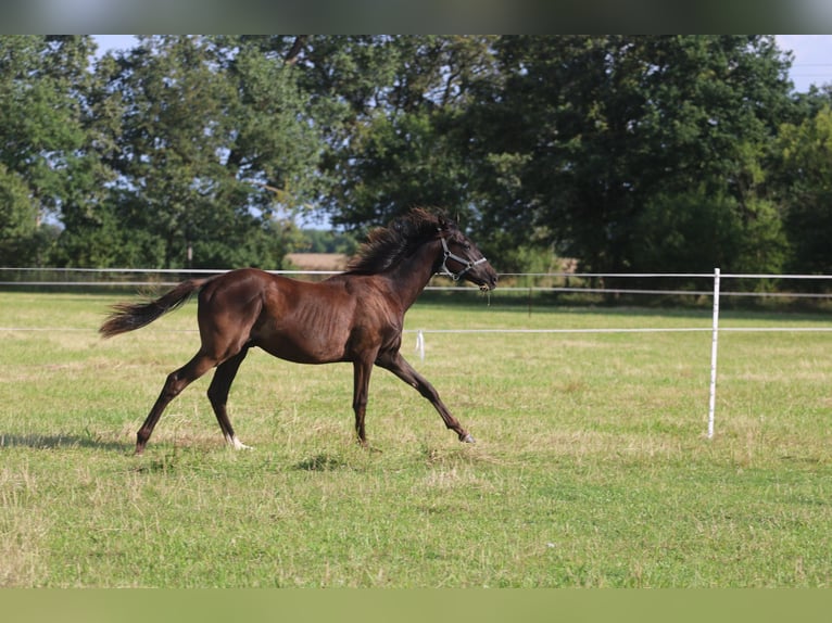 Engelskt fullblod Hingst 1 år 150 cm Mörkbrun in Perleberg