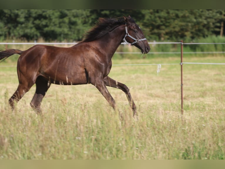 Engelskt fullblod Hingst 1 år 150 cm Mörkbrun in Perleberg