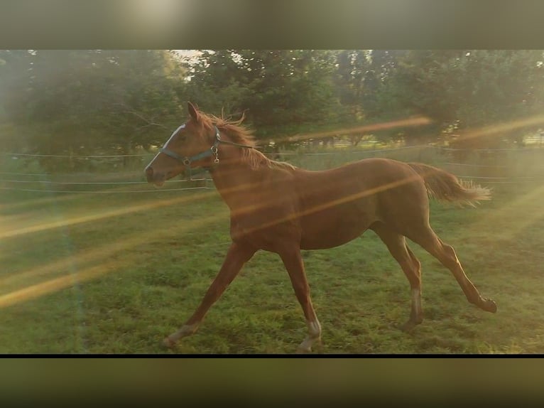 Engelskt fullblod Hingst 1 år 160 cm fux in Grimma