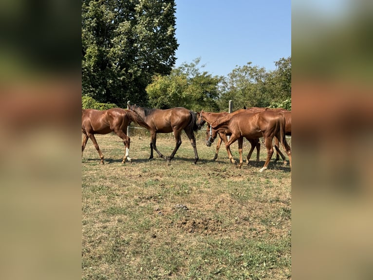 Engelskt fullblod Hingst 1 år Fux in Budapest