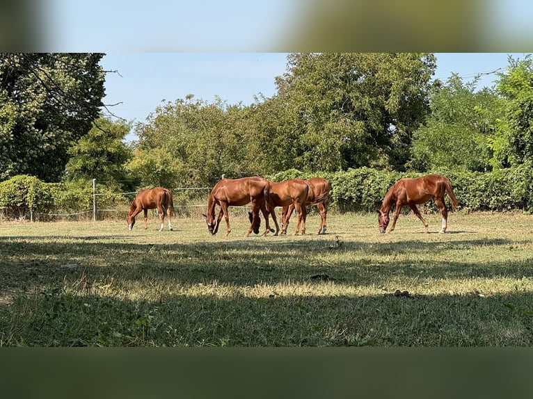 Engelskt fullblod Hingst 1 år Fux in Budapest