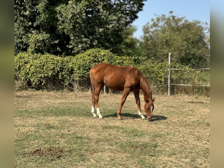 Engelskt fullblod Hingst 1 år Fux in Budapest