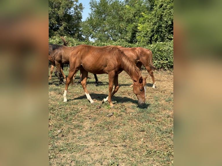 Engelskt fullblod Hingst 1 år Fux in Budapest