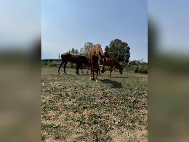 Engelskt fullblod Hingst 1 år Fux in Budapest