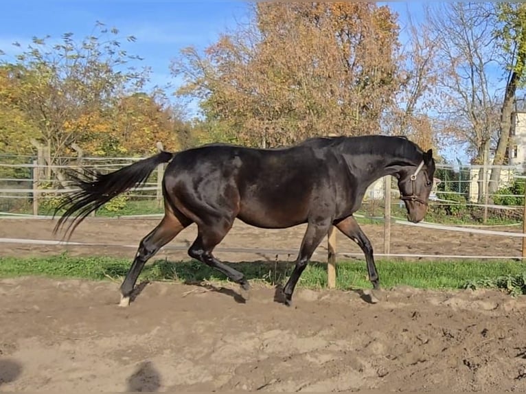 Engelskt fullblod Hingst 2 år 160 cm Mörkbrun in Neuenhagen