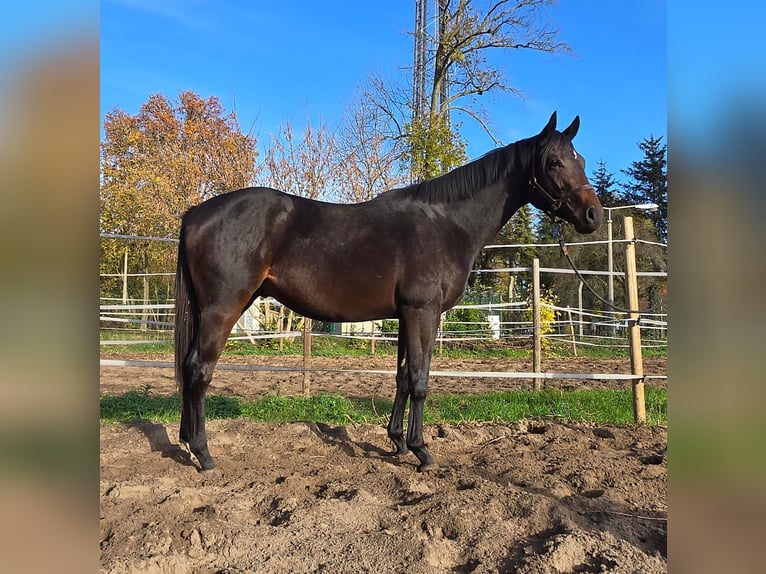 Engelskt fullblod Hingst 2 år 160 cm Mörkbrun in Neuenhagen