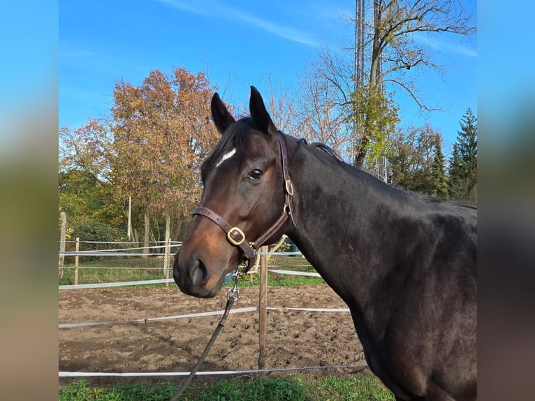 Engelskt fullblod Hingst 2 år 160 cm Mörkbrun in Neuenhagen