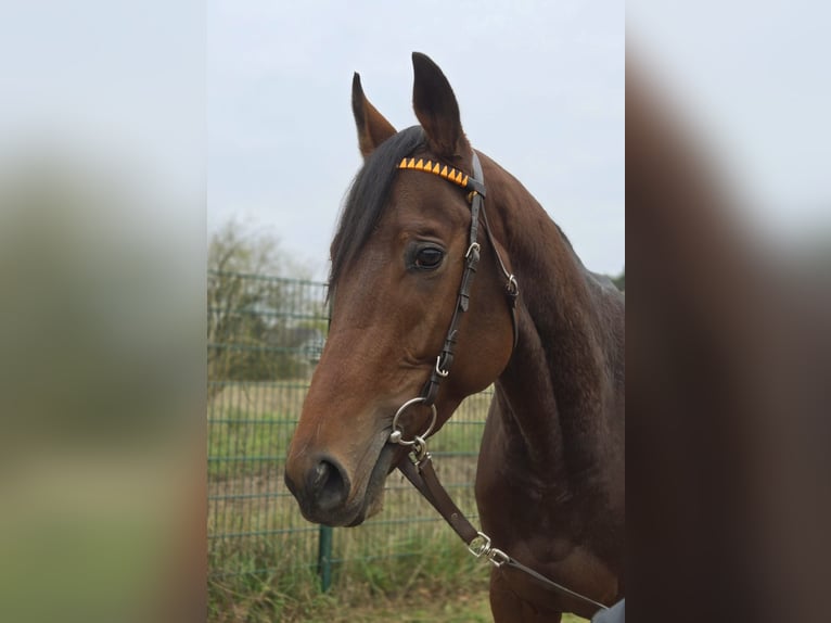 Engelskt fullblod Hingst 2 år 169 cm Brun in Neuenhagen bei Berlin