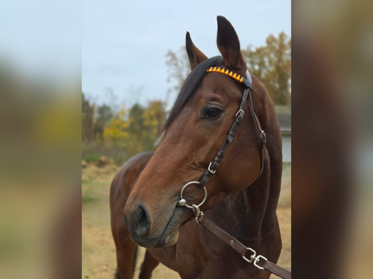 Engelskt fullblod Hingst 2 år 169 cm Brun in Neuenhagen bei Berlin