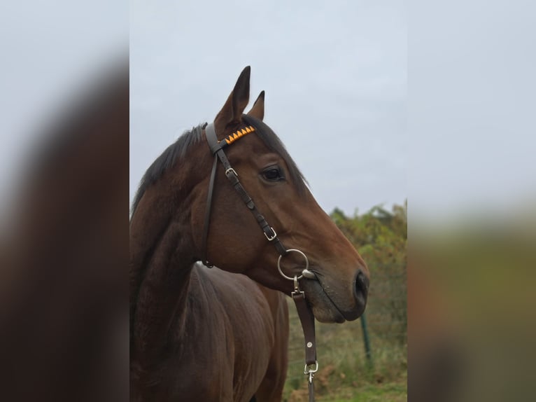 Engelskt fullblod Hingst 2 år 169 cm Brun in Neuenhagen bei Berlin