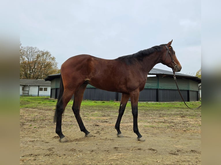 Engelskt fullblod Hingst 2 år 169 cm Brun in Neuenhagen bei Berlin