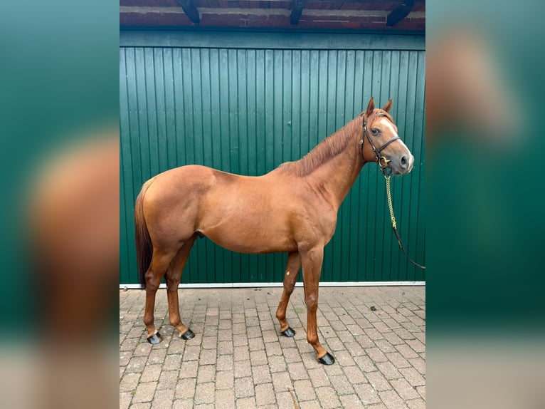 Engelskt fullblod Hingst 3 år 162 cm fux in Hamburg