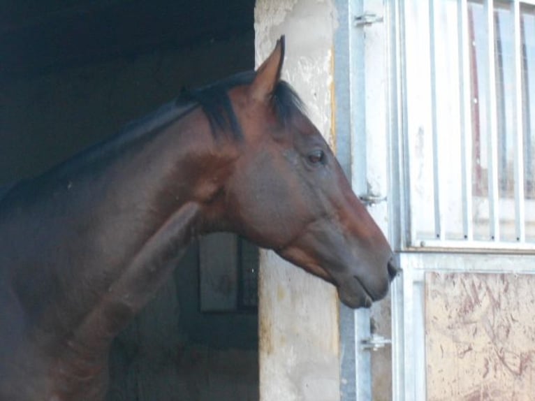 Engelskt fullblod Hingst 4 år 159 cm in Hinterschmiding