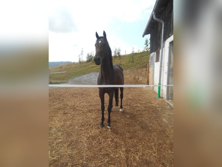 Engelskt fullblod Hingst 4 år 159 cm in Hinterschmiding