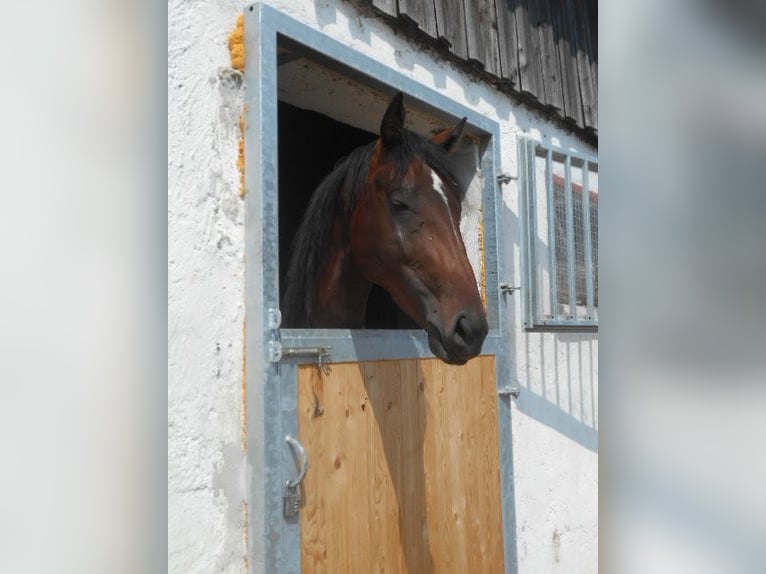 Engelskt fullblod Hingst 4 år 159 cm in Hinterschmiding