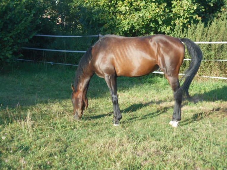 Engelskt fullblod Hingst 4 år 159 cm in Hinterschmiding