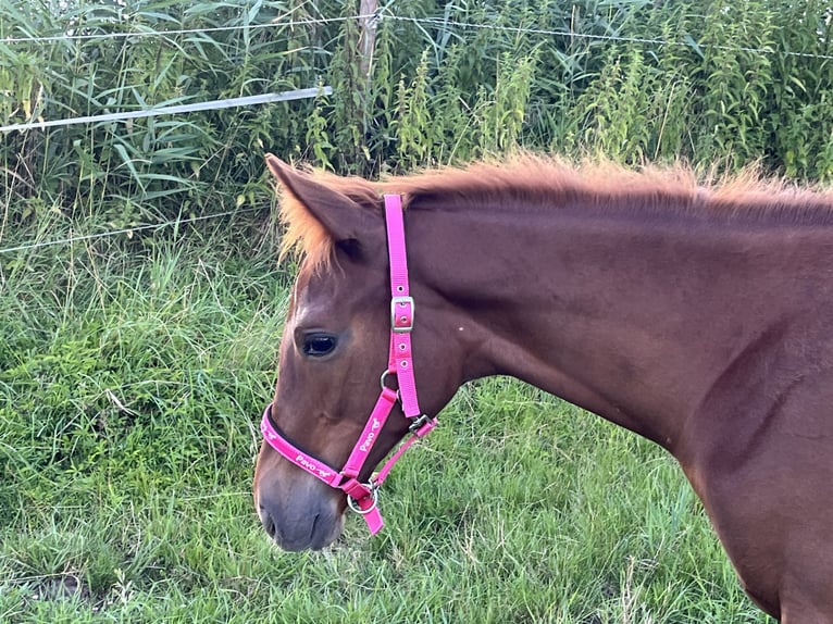 Engelskt fullblod Hingst Föl (03/2024) 165 cm Fux in Böbingen