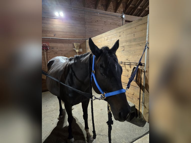 Engelskt fullblod Sto 10 år 152 cm Mörkbrun in Dexter, MI