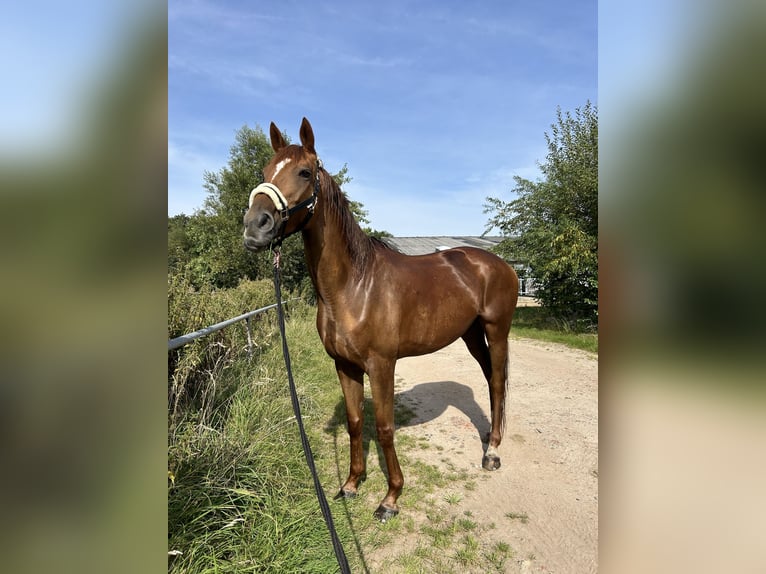 Engelskt fullblod Sto 10 år 162 cm fux in Hamburg