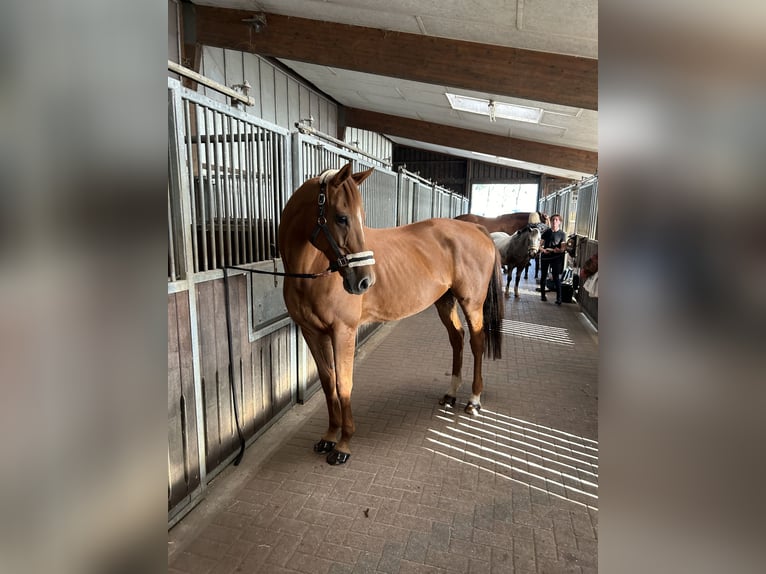 Engelskt fullblod Sto 10 år 162 cm fux in Hamburg