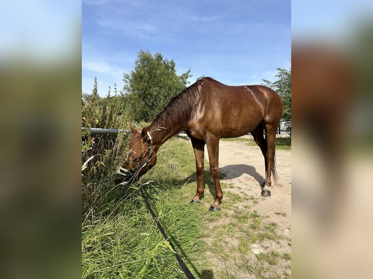 Engelskt fullblod Sto 10 år 162 cm fux in Hamburg