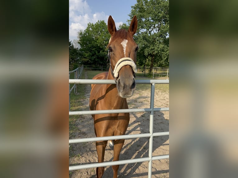 Engelskt fullblod Sto 10 år 162 cm fux in Hamburg