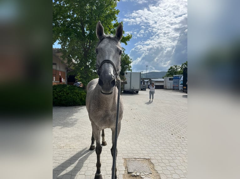 Engelskt fullblod Sto 10 år 168 cm Grå in prato