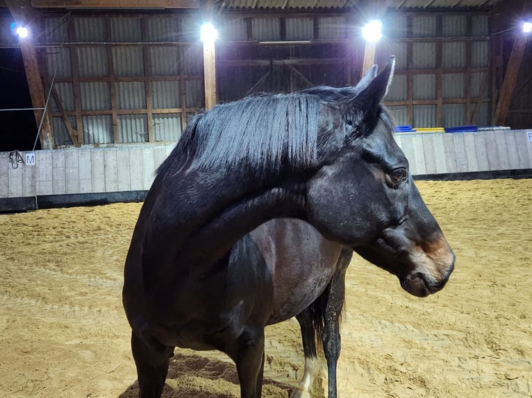 Engelskt fullblod Sto 10 år Brun in Homberg (Efze)