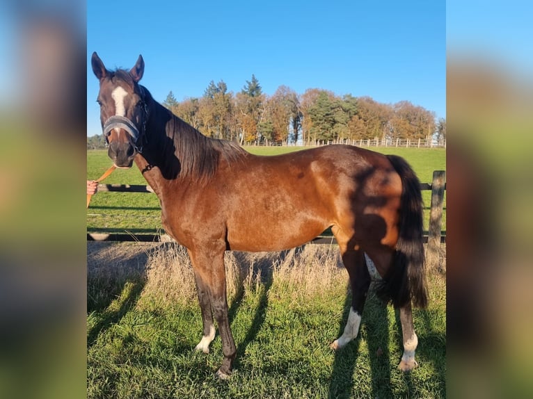 Engelskt fullblod Sto 10 år Brun in Lorch