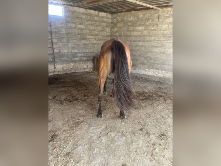 Engelskt fullblod Sto 11 år 164 cm Ljusbrun in Rosolini