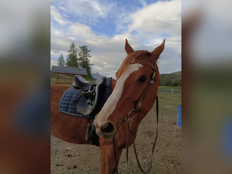 Engelskt fullblod Sto 12 år 165 cm fux in Reith bei Seefeld