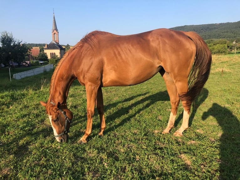 Engelskt fullblod Sto 12 år 165 cm fux in Reith bei Seefeld