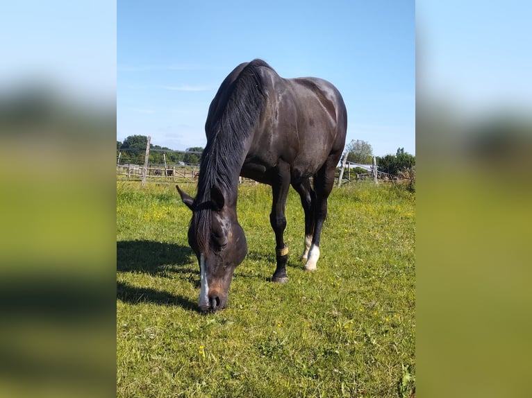 Engelskt fullblod Sto 13 år 155 cm Rökfärgad svart in Tonnay-Charente