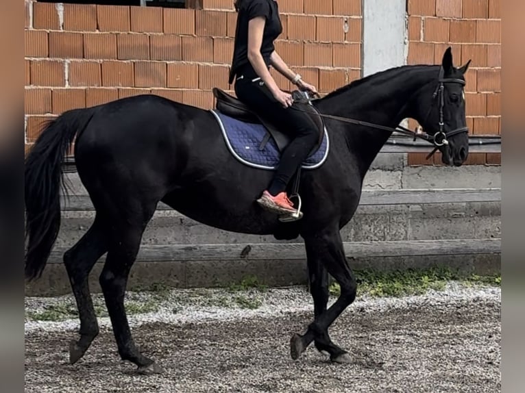 Engelskt fullblod Sto 14 år 161 cm Svart in Selca