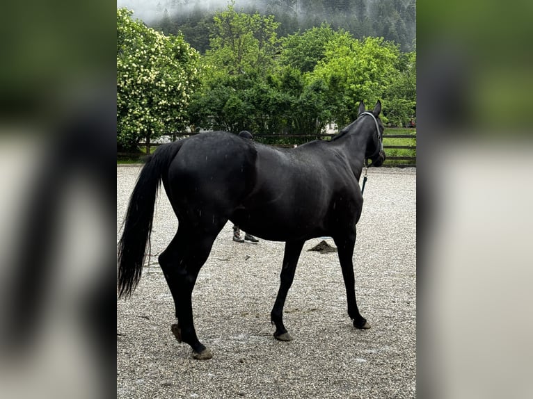 Engelskt fullblod Sto 14 år 161 cm Svart in Selca